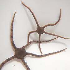 serpent starfish
