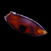 Shark Egg