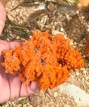 African Vase Sponge Orange