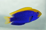 Starcki Damsel
