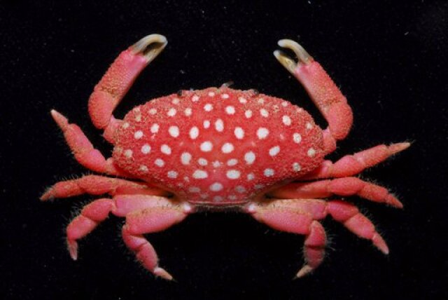 Strawberry Crab