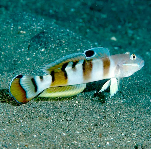 Tiger Goby