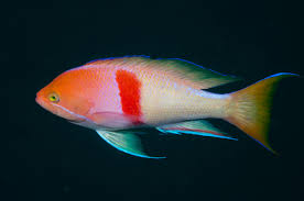 Tricolor Anthias