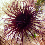 Purple Tube Anemone