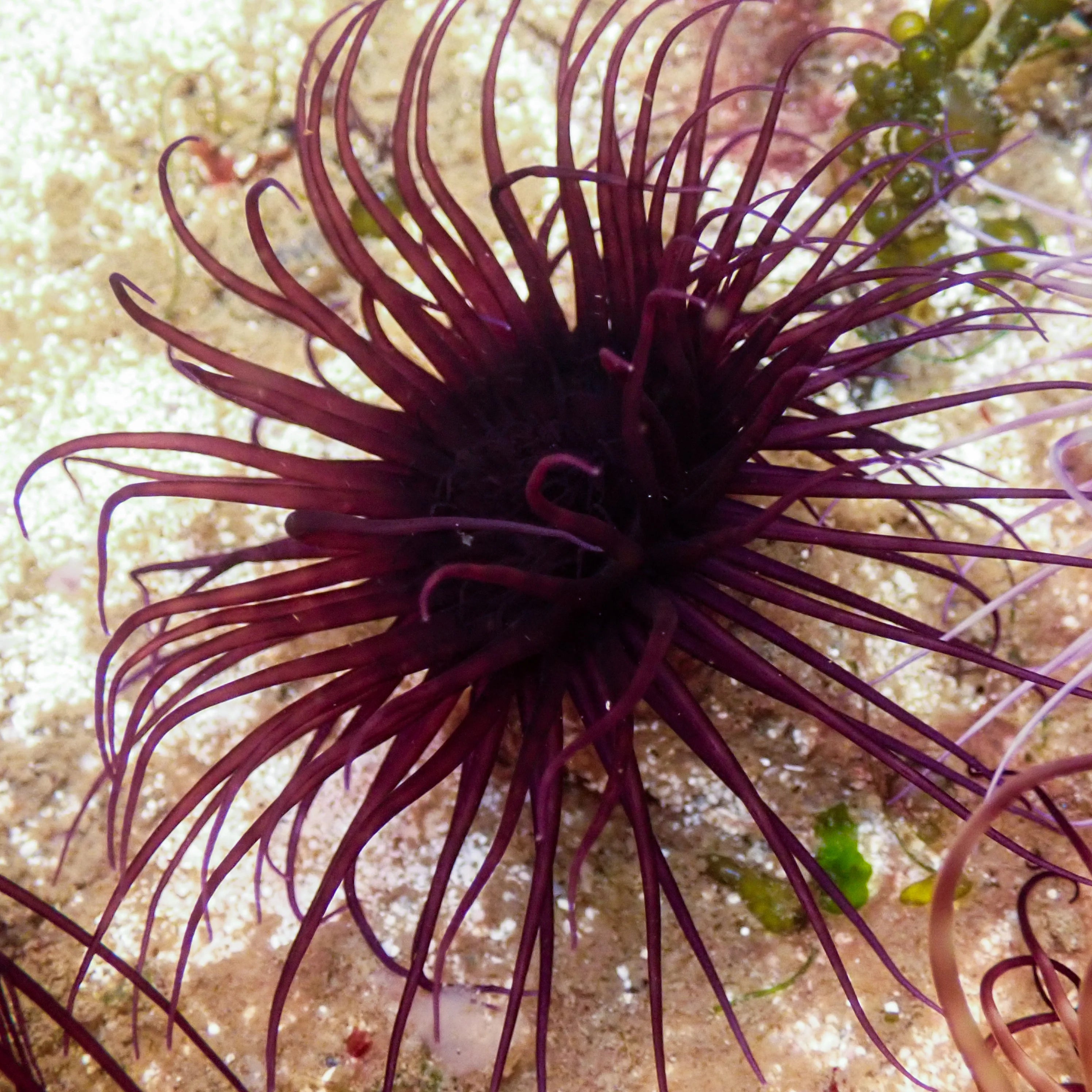Purple Tube Anemone