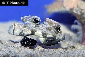 Twinspot Goby