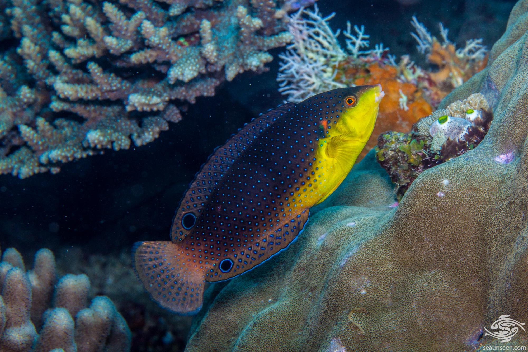 Twisty Wrasse