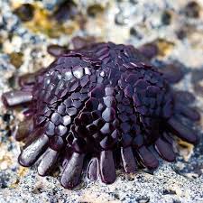 Purple Armoured Urchin