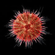 red urchin