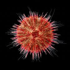 red urchin