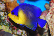 Venustus Angelfish