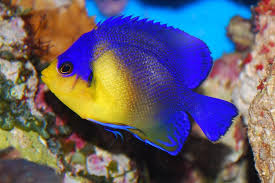 Venustus Angelfish