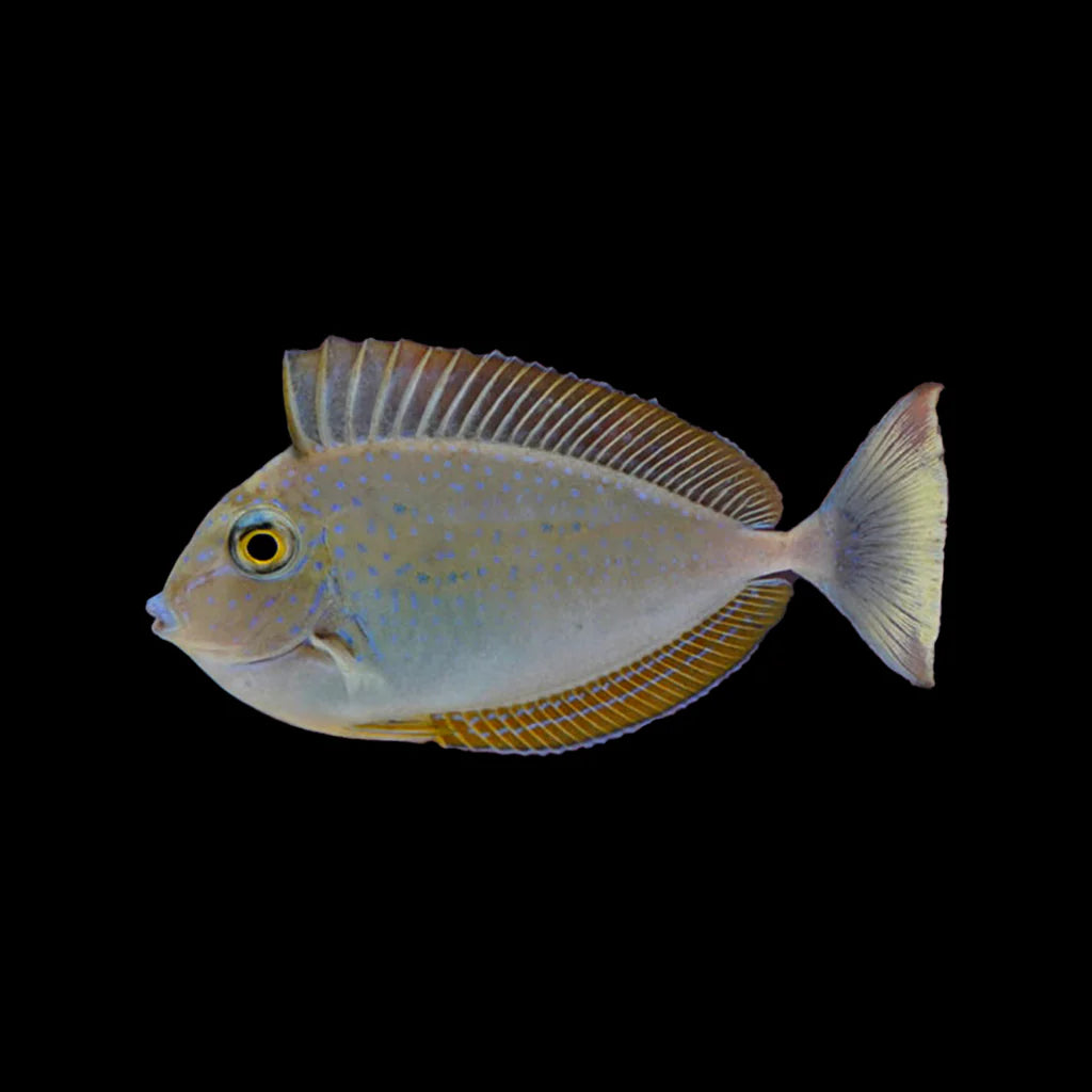Vlamingi Tang