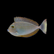 Vlamingi Tang