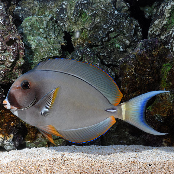 Pale Lip Tang