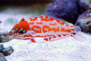 Choat's Leopard Wrasse