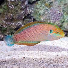 Kuteri Leopard Wrasse