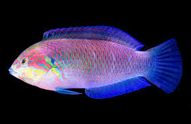 Moyeri Leopard Wrasse