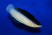 China Wrasse