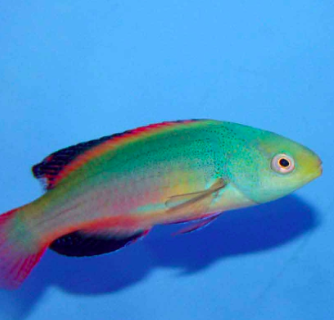 Scott’s Fairy Wrasse