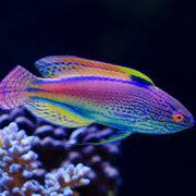 Lineatus Fairy Wrasse