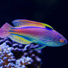 Lineatus Fairy Wrasse
