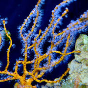 Yellow Gorgonia