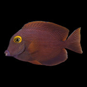 African Yellow Eye Tang