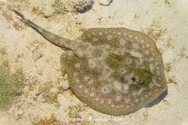 Yellow Stingray