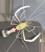Zanzibar Shrimp